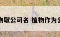 以动植物取公司名 植物作为公司名字