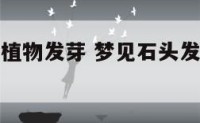 梦见石头上植物发芽 梦见石头发芽预示什么意思