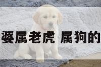 我属狗婆婆属老虎 属狗的婆婆好不