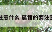 属猪的要注意什么 属猪的要注意什么生肖