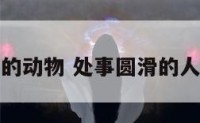 处事圆滑的动物 处事圆滑的人三字成语