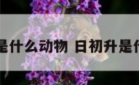 日初升是什么动物 日初升是什么时间