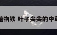 叶子尖的植物铁 叶子尖尖的中草药叫什么