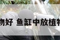 鱼缸上放植物好 鱼缸中放植物有什么作用