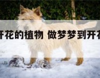 做梦梦到开花的植物 做梦梦到开花的植物什么意思