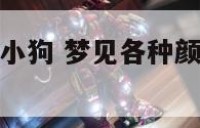 梦见带颜色的小狗 梦见各种颜色的狗是什么意思