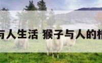 猴子与人生活 猴子与人的相同点