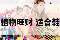 鞋柜上放什么植物旺财 适合鞋柜上放的植物