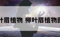 柳叶眉植物 柳叶眉植物图片