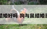 犬和属鼠结婚好吗 狗与鼠结婚忌什么属性