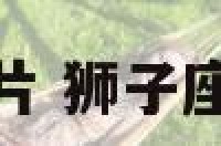 狮子座头像图片 狮子座头像图片霸气