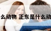 正东是什么动物 正东是什么动物的生肖
