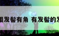 面相发髻有角 有发髻的发型