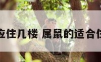 属鼠的适应住几楼 属鼠的适合住多少层楼