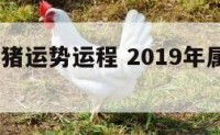 2019属猪运势运程 2019年属猪运势及运程