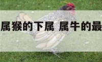 属牛的领导属猴的下属 属牛的最佳领导和下属