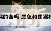 属兔和属猴的合吗 属兔和属猴相配好不好