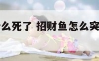 招财鱼为什么死了 招财鱼怎么突然就奄奄一息了
