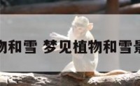 梦见植物和雪 梦见植物和雪景很漂亮