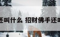 招财佛手还叫什么 招财佛手还叫什么名字