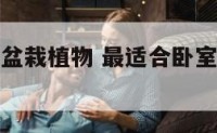 最适合卧室盆栽植物 最适合卧室盆栽植物品种
