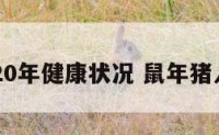 鼠猪2020年健康状况 鼠年猪人的运程