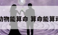 什么动物能算命 算命能算动物吗