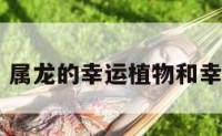 属龙的幸运 属龙的幸运植物和幸运花是什么