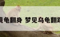 梦境龟翻身 梦见乌龟翻跟头
