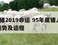 95属猪2019命运 95年属猪人2019年运势及运程