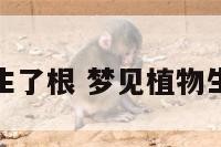 梦见植物生了根 梦见植物生了根发芽