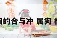 属狗的合与冲 属狗 相合