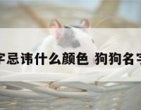 狗名字忌讳什么颜色 狗狗名字禁忌
