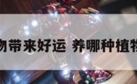 种什么植物带来好运 养哪种植物提升运势