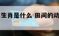 田间的十二生肖是什么 田间的动物猜一个生肖