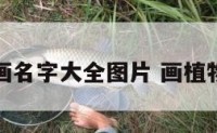 植物绘画名字大全图片 画植物的名画