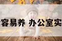 办公室什么话容易养 办公室实话养什么植物