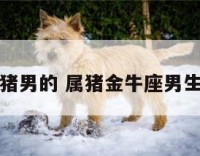 金牛座属猪男的 属猪金牛座男生致命弱点