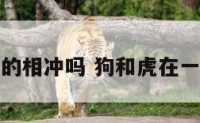 属虎和属狗的相冲吗 狗和虎在一起对谁不利