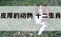 十二生肖中皮厚的动物 十二生肖中皮厚的动物有哪些