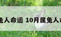 10月属兔人命运 10月属兔人命运详解