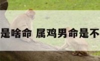 属鸡男是啥命 属鸡男命是不是不好