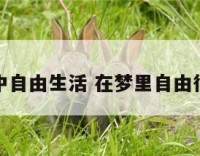 梦中自由生活 在梦里自由行动