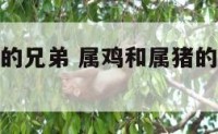 属鸡和属猪的兄弟 属鸡和属猪的兄弟合得来吗