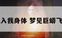 梦见巨蟒飞入我身体 梦见巨蟒飞入我身体里