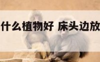 床头边上放什么植物好 床头边放什么东西对睡眠好