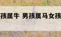 男孩属马女孩属牛 男孩属马女孩属牛婚姻好吗