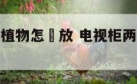 电视柜两旁植物怎麼放 电视柜两边放什么植物风水好