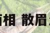 散眉面相 散眉怎么修