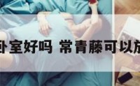 常青藤放卧室好吗 常青藤可以放在客厅吗